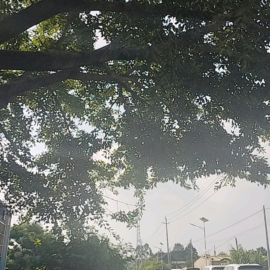 鲁
