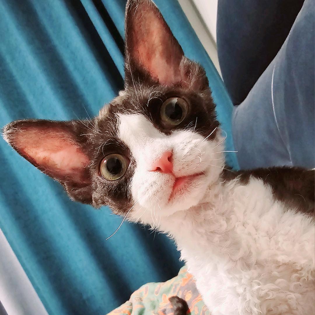 金疙瘩卷毛猫
