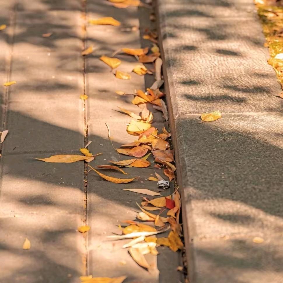 岚风（不定时直播唱歌解压）