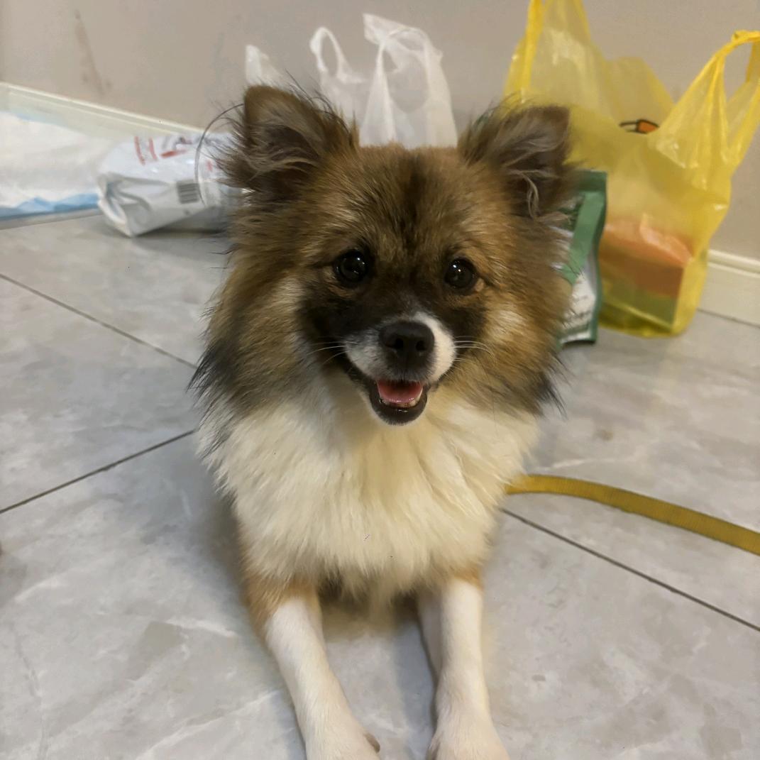 小财福是蝴蝶犬