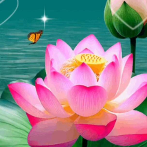 金莲花