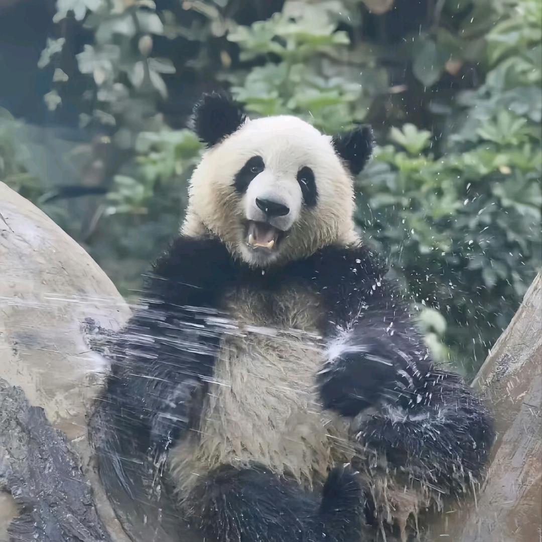 幸福小猫拆卡