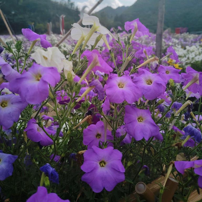 高山的*雪莲花♬