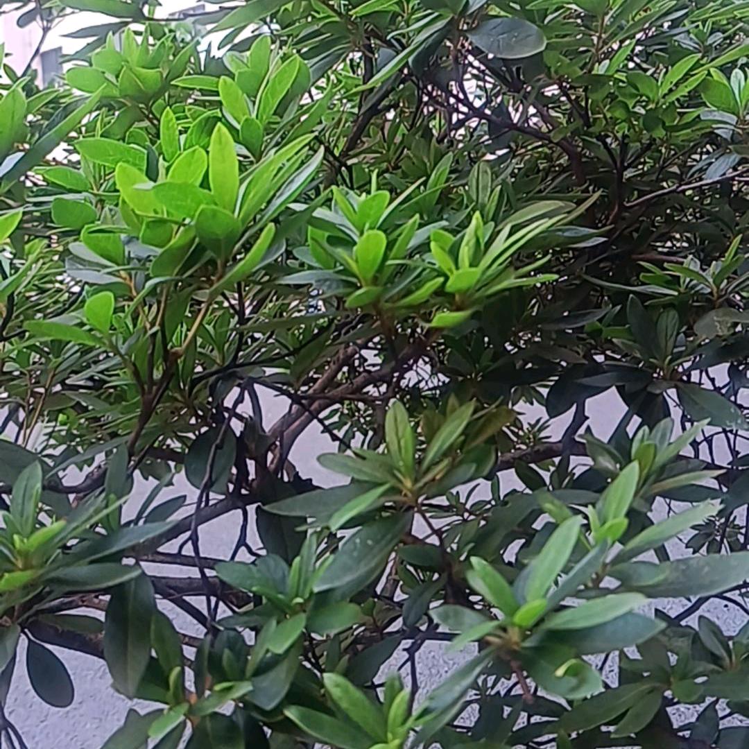 方圆花开
