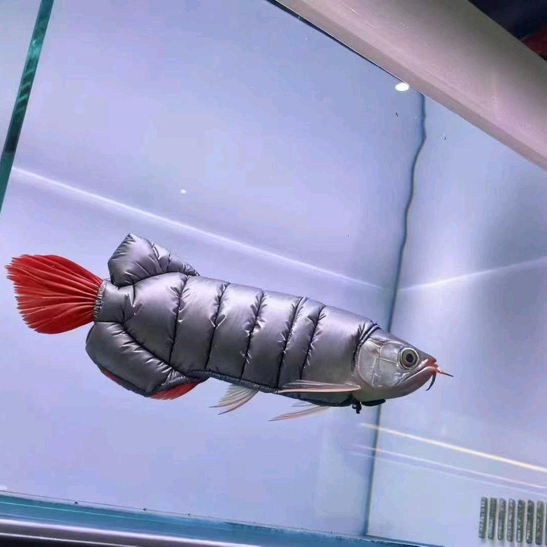 运城经济技术开发区仟湖水族宠物店（个体工商户）