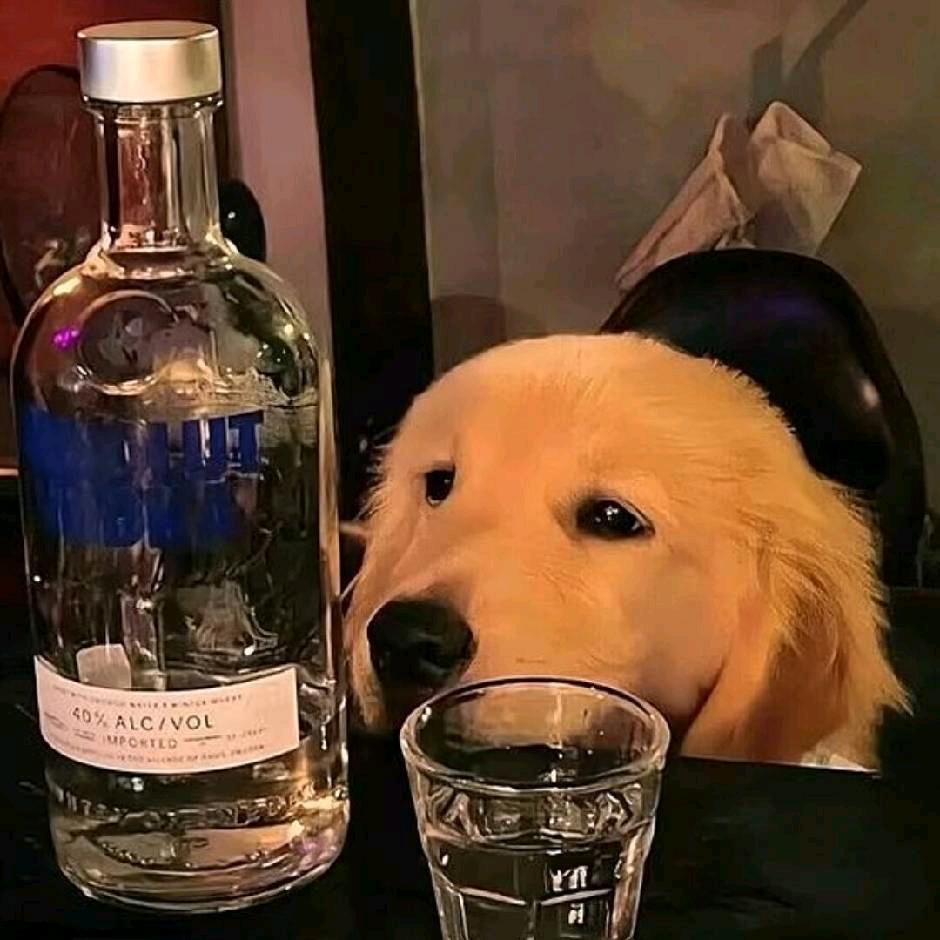 阿黄一点都不慌