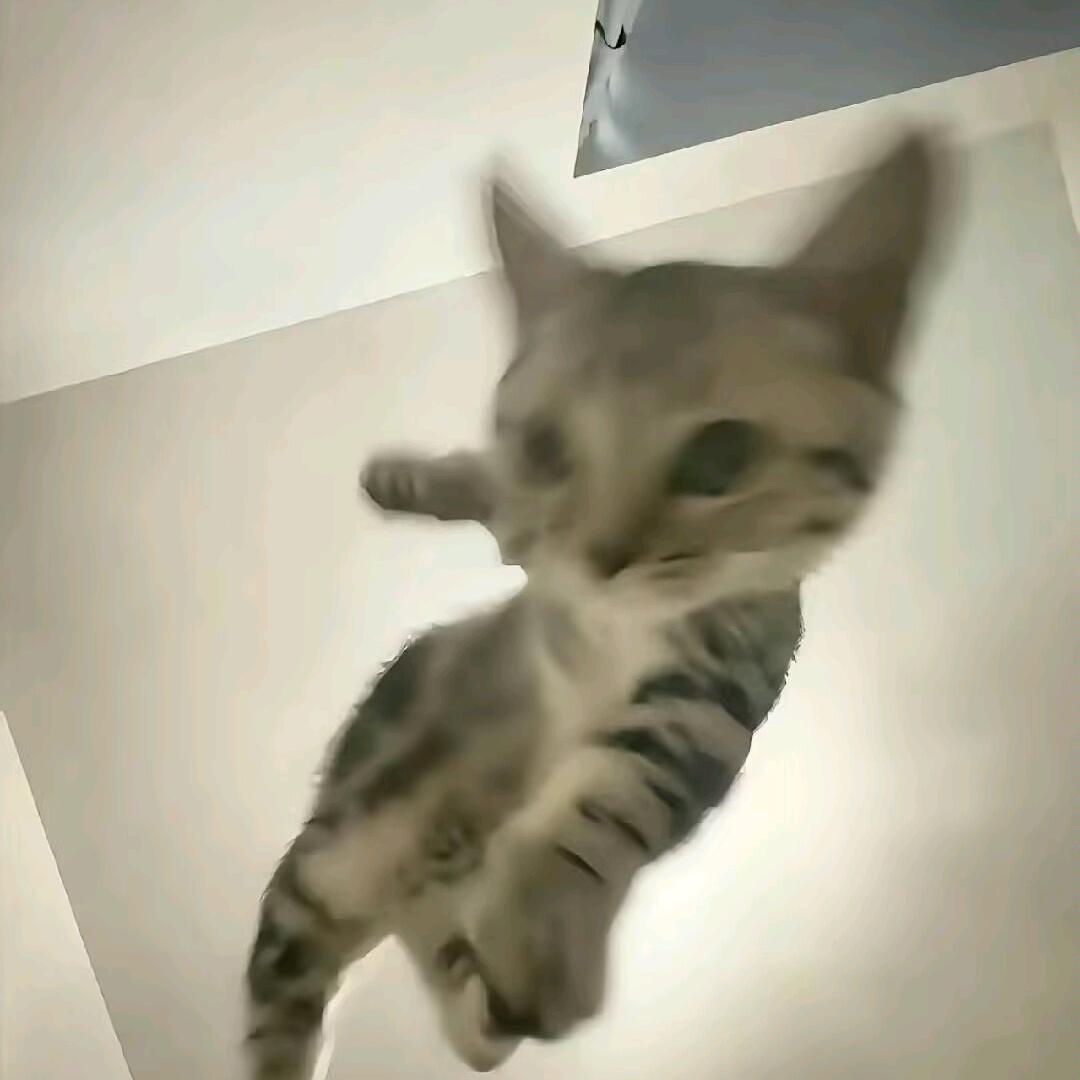 岚喵（三角洲跑刀）