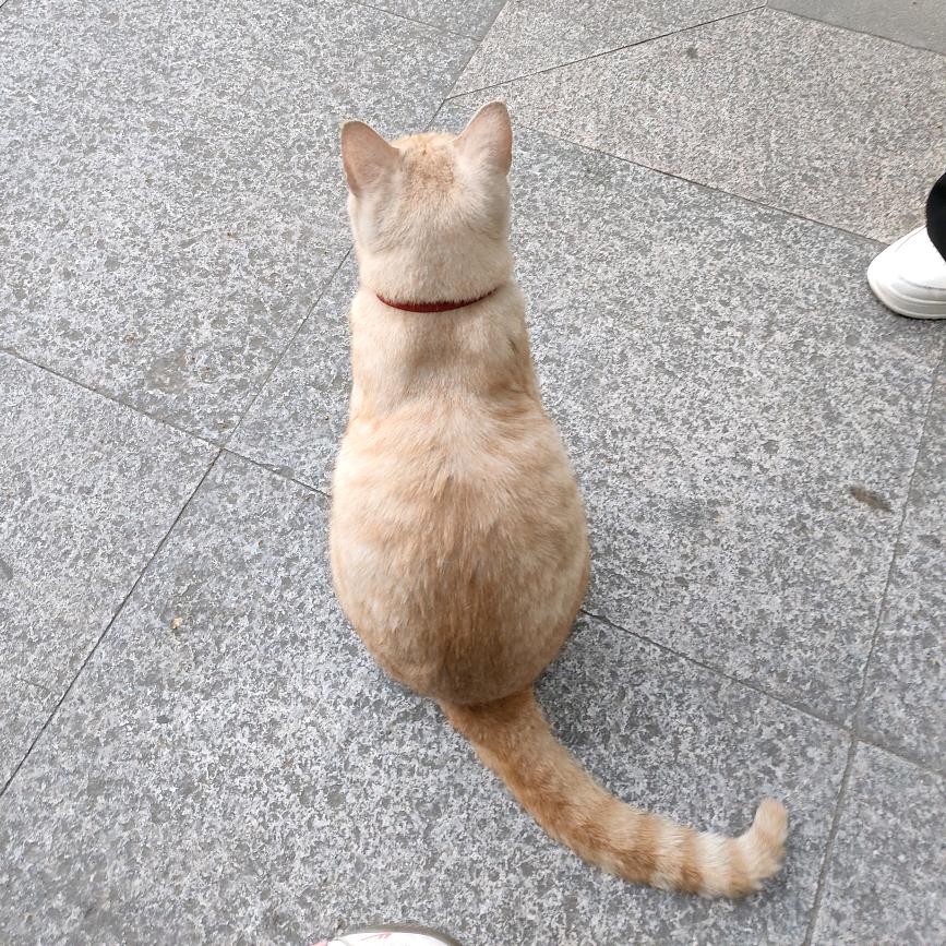 小小土豆