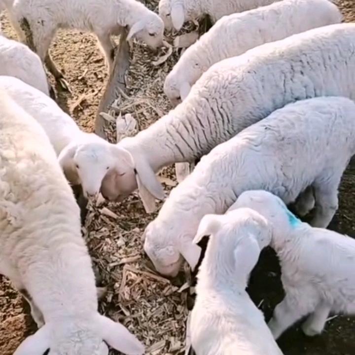 a养殖小技巧分享