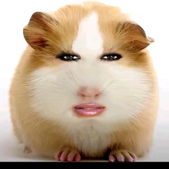 不爱上学的猪妞
