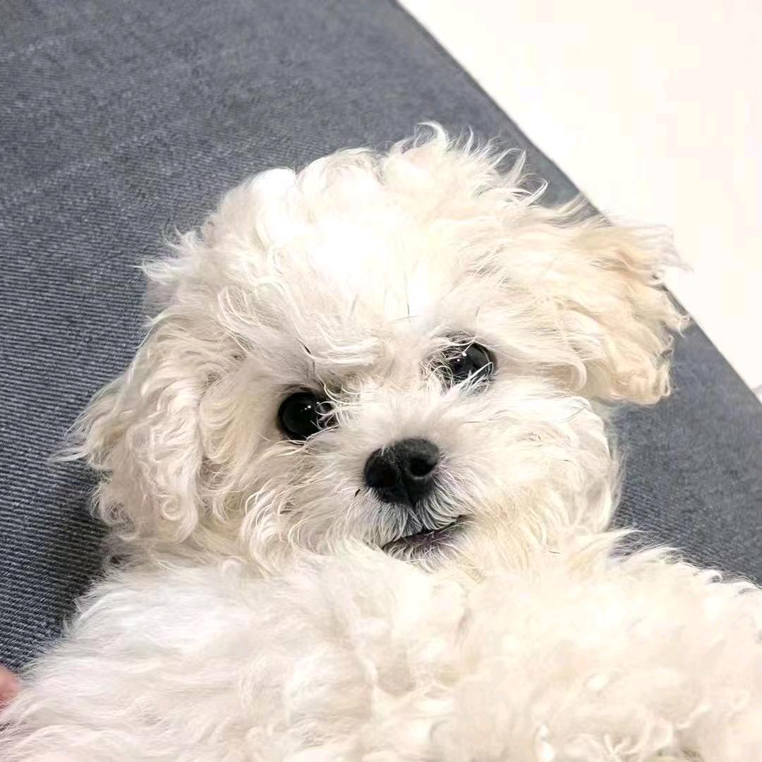 糯米团子麻麻