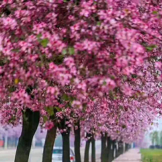 野哥爱唱歌🎤🌺🌷