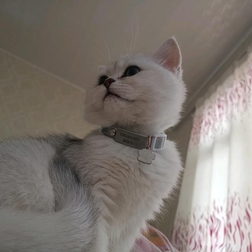 养乐多毛娘（评论抽无偿版）