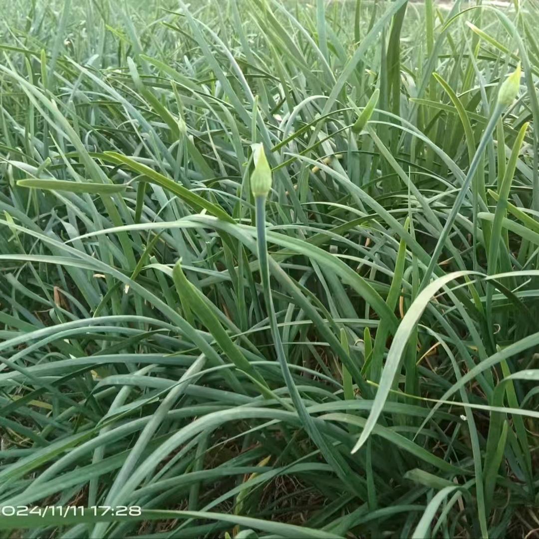佳棉农业（韭苔）