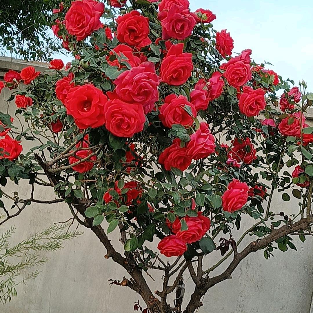 🍓随遇而安🍓