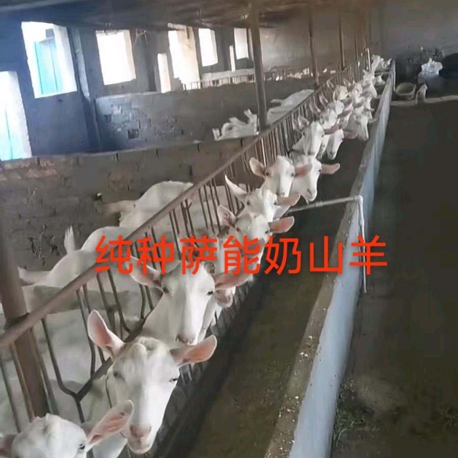 记录养羊日常