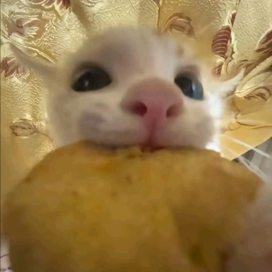 野目泽　　　　　　　　　🕷