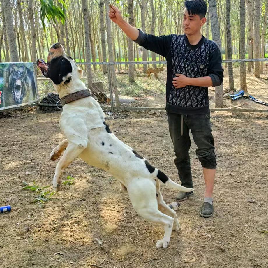 刘老四猛犬繁育