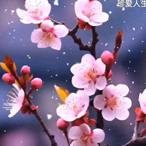小鱼果