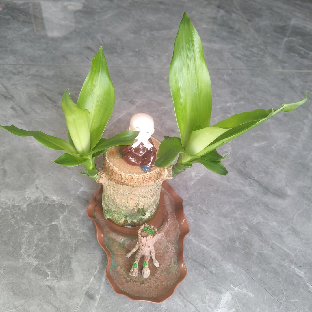 张老幺