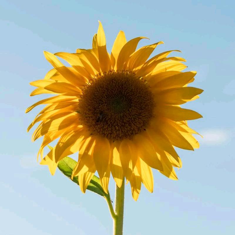 最美不过夕阳红