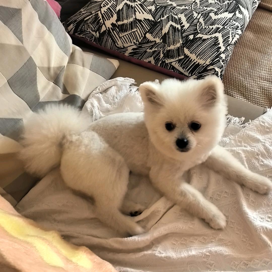 菲乐豆