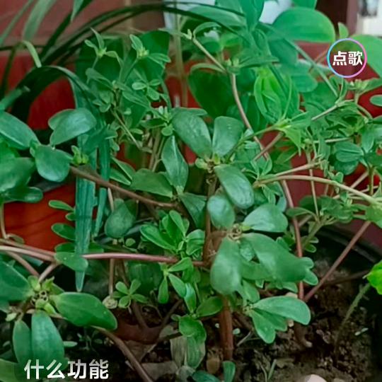 🌿杏林-2🌿