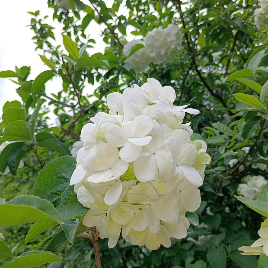 我是唐尼
