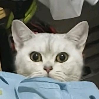 🌈🌈喵喵喵喵🌈🌈