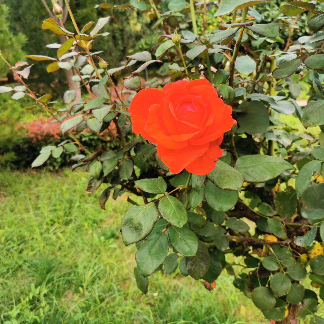 来生愿做哪朵莲，出污泥而不染。