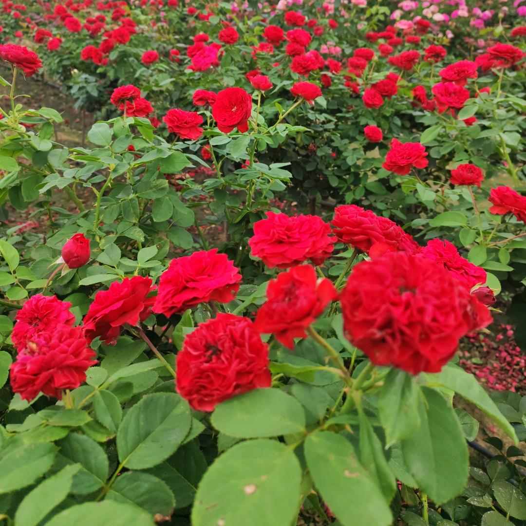 云边花树