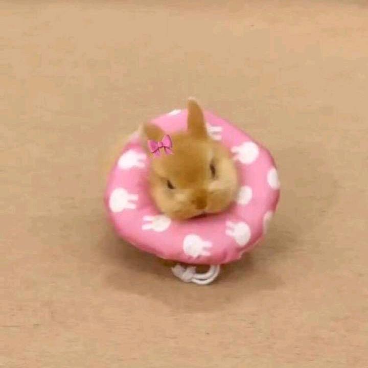 🥥