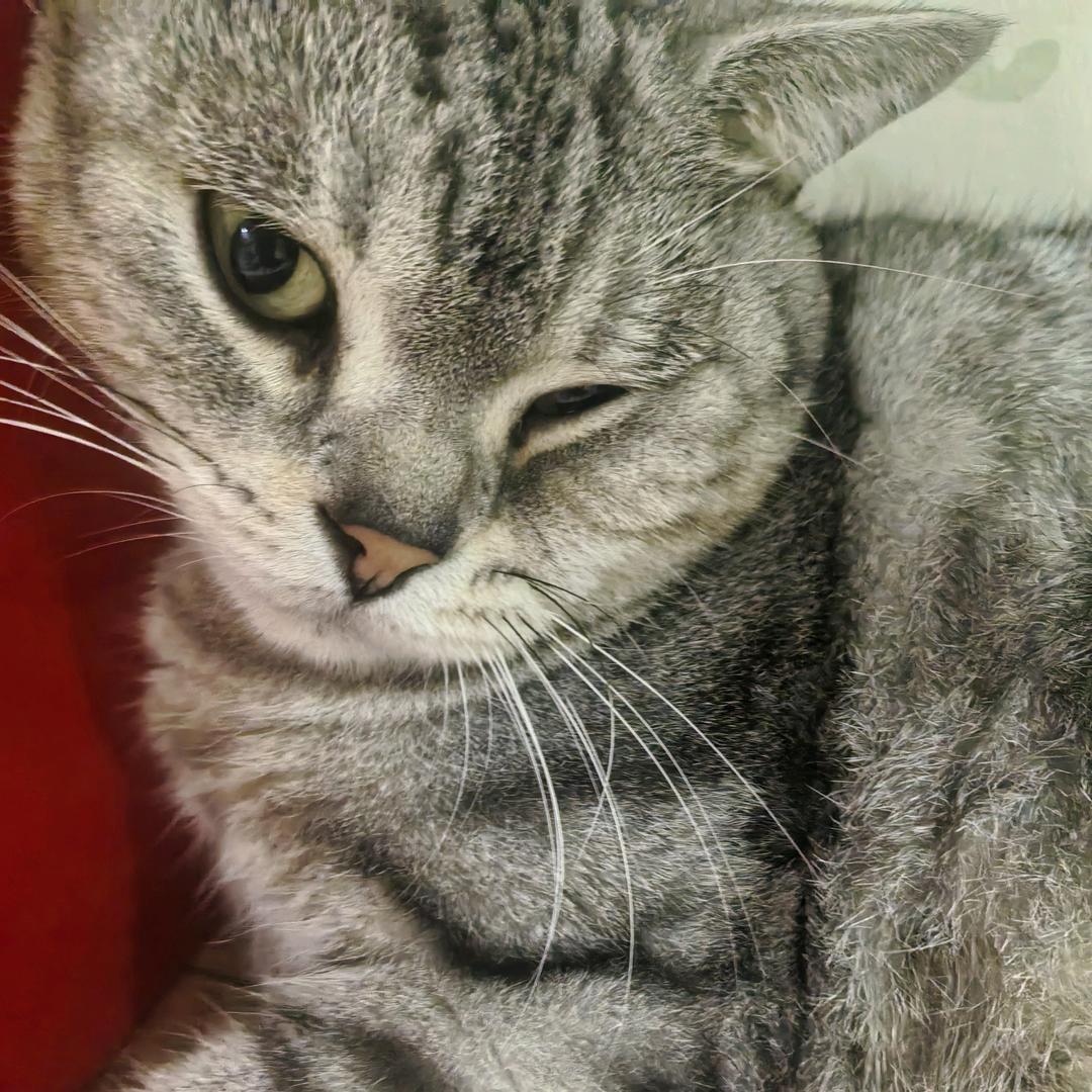 深圳宝安溜喂猫狗的群群