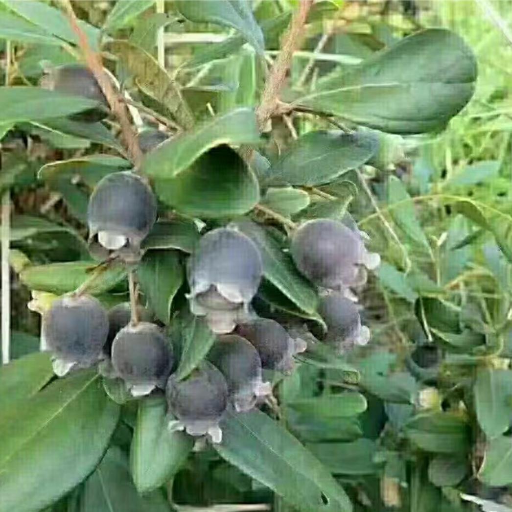 Ride the wind and cl