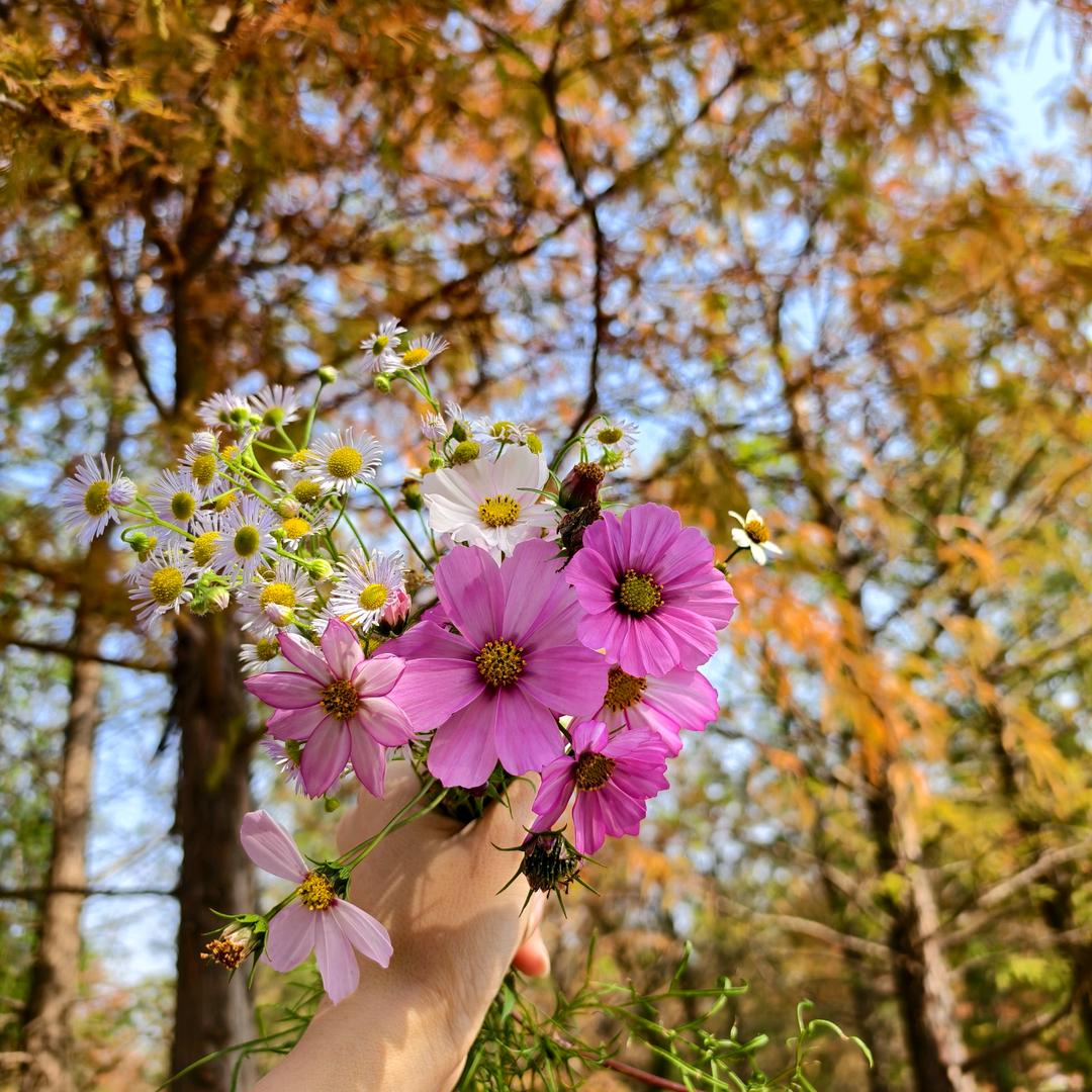 遇见花开