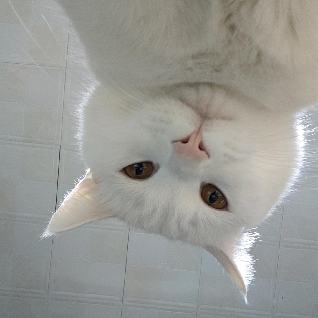 狗狗隧隧
