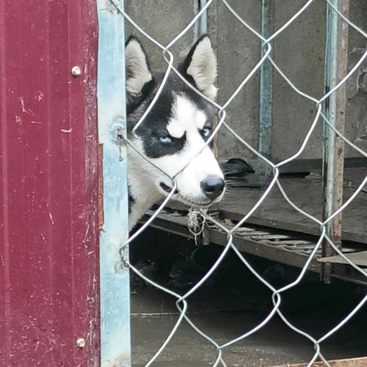 土耳其坎高犬（沭阳）