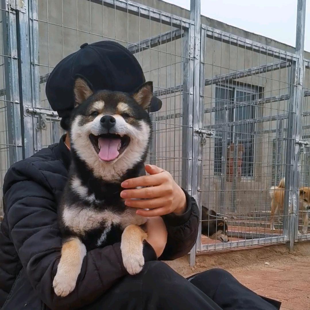 八方来柴