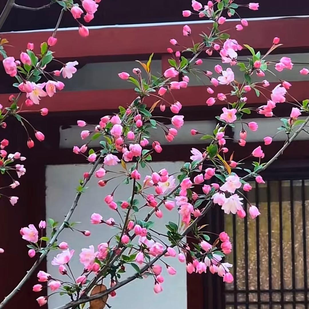 窝里横