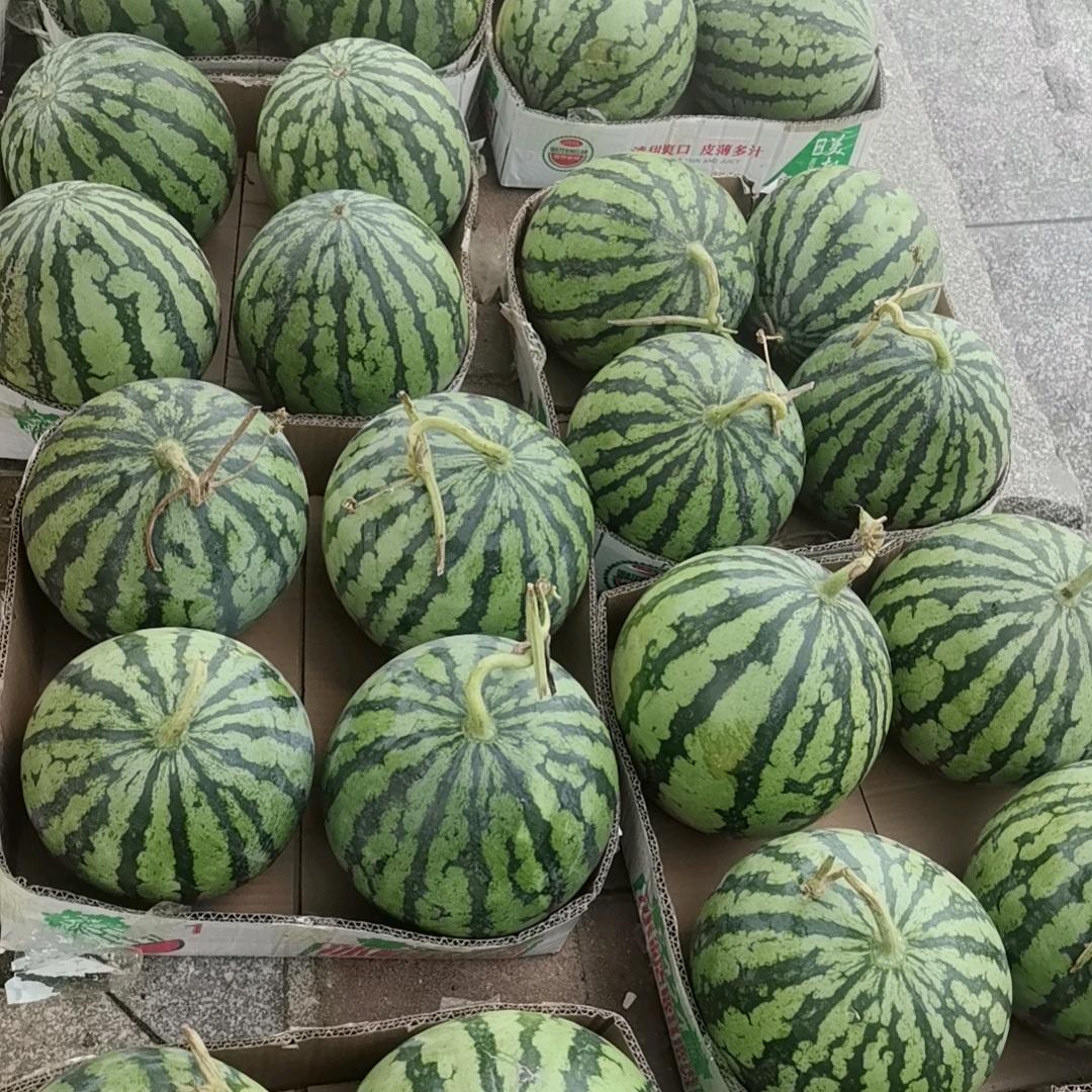 精品大西瓜