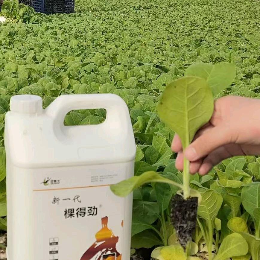 武秀才厂家工厂店