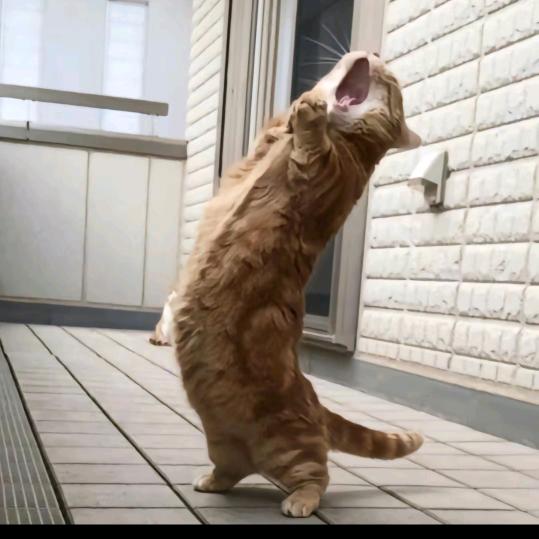 去码头整点薯条