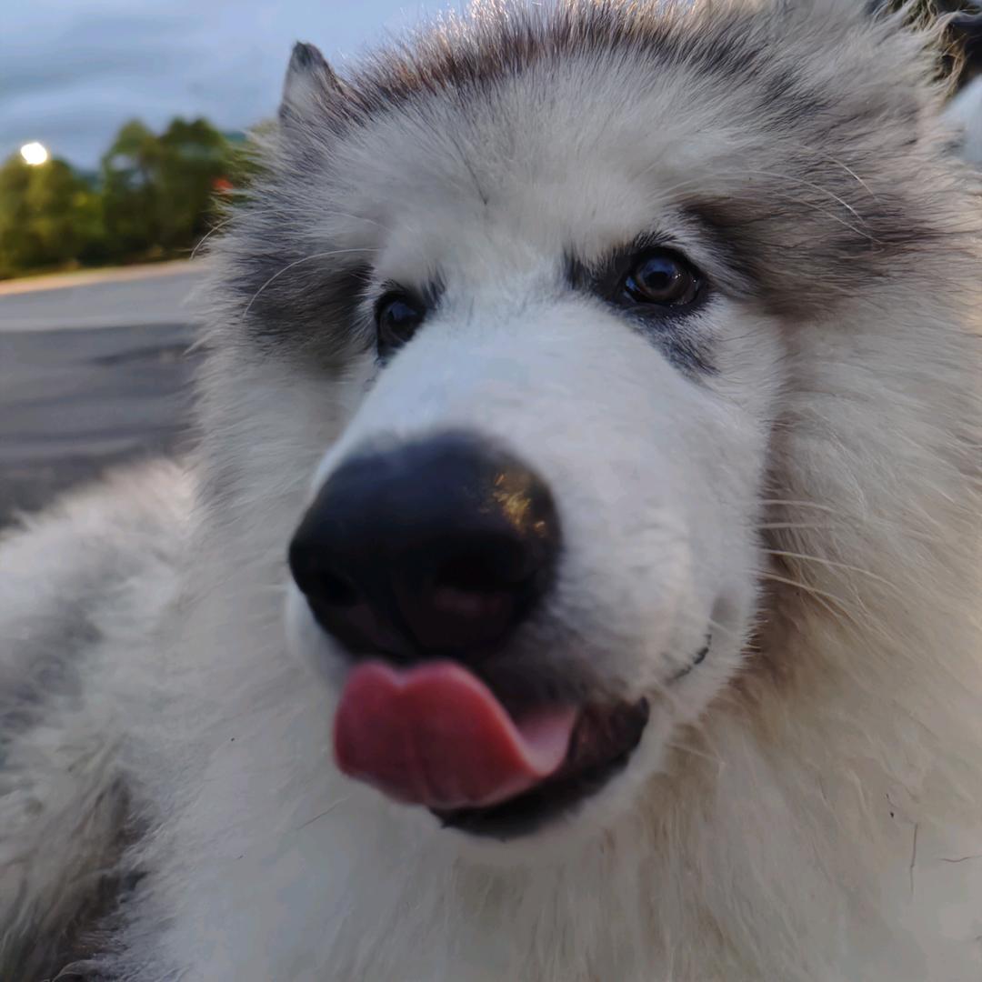 汉堡🍔是只阿拉斯加