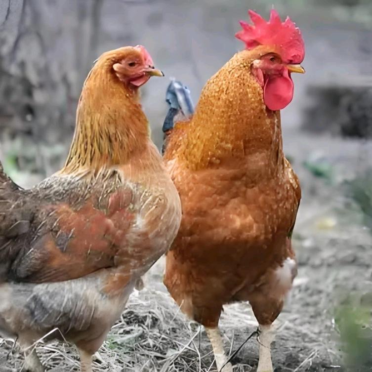 容县玖恒生鲜店