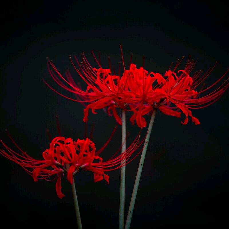 🥀0