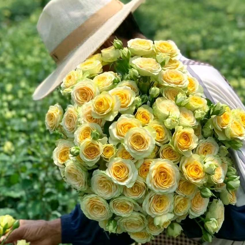 花叮当斗南鲜花批发