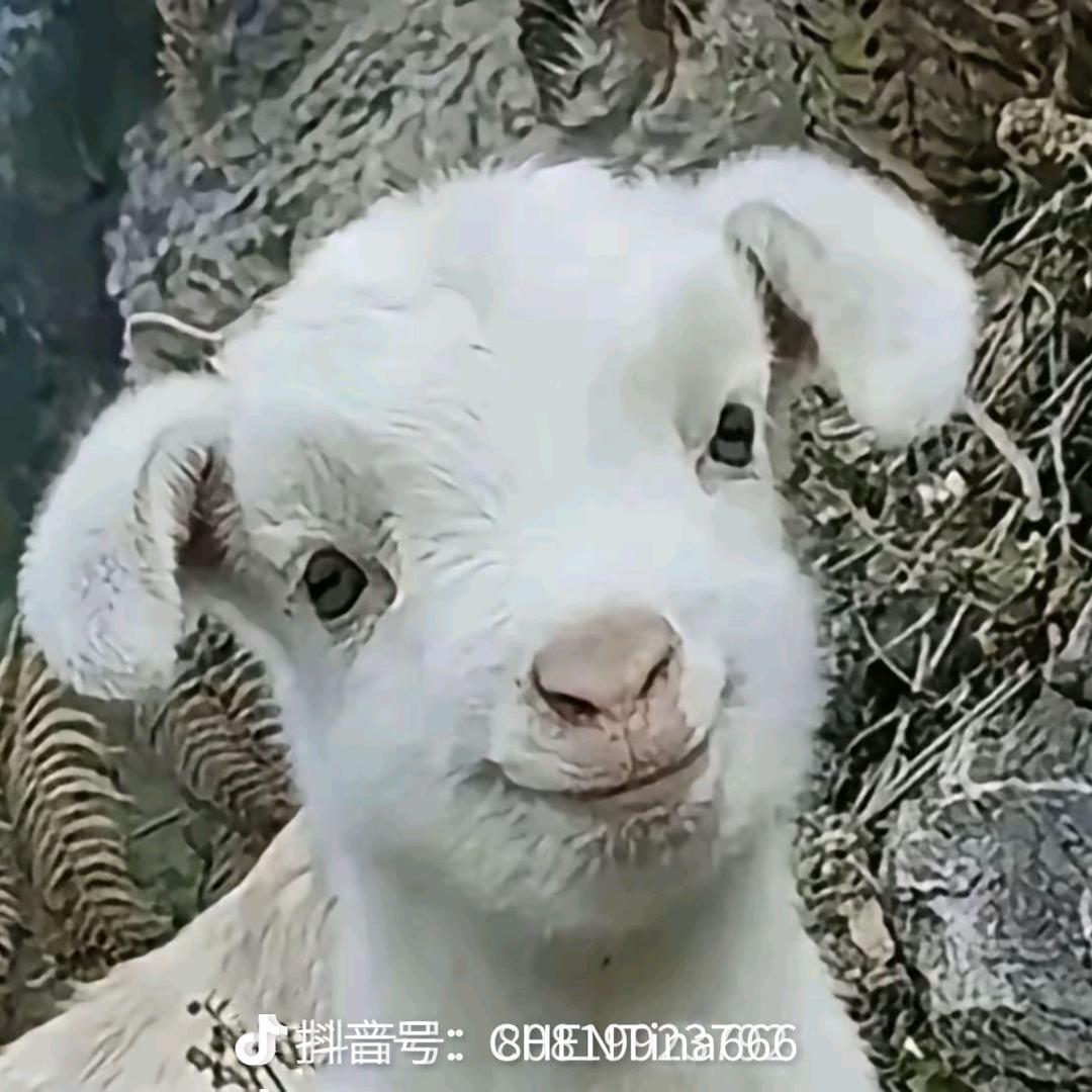 你的希伯来书-