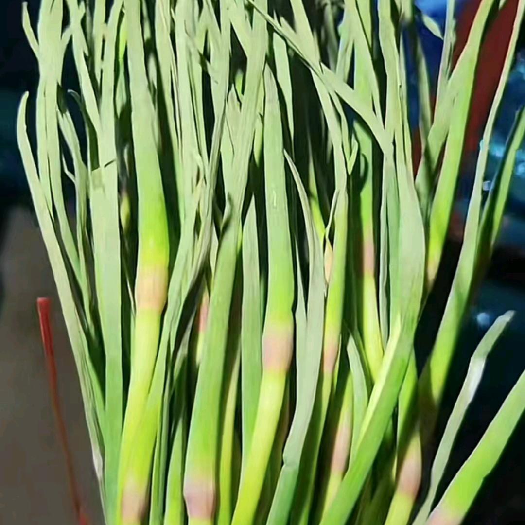 荣庆蒜业--专注蒜种香菜