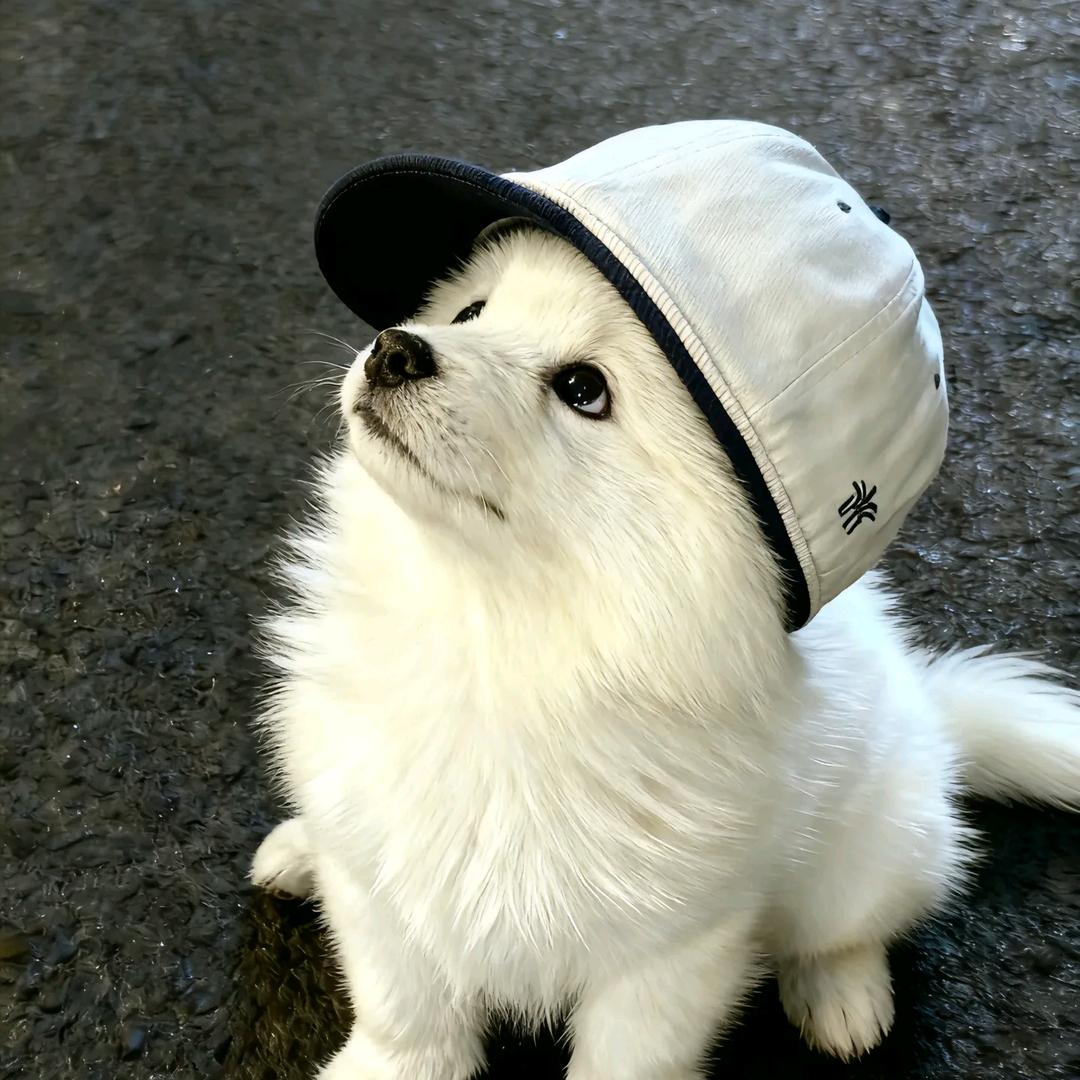 一只小没牙