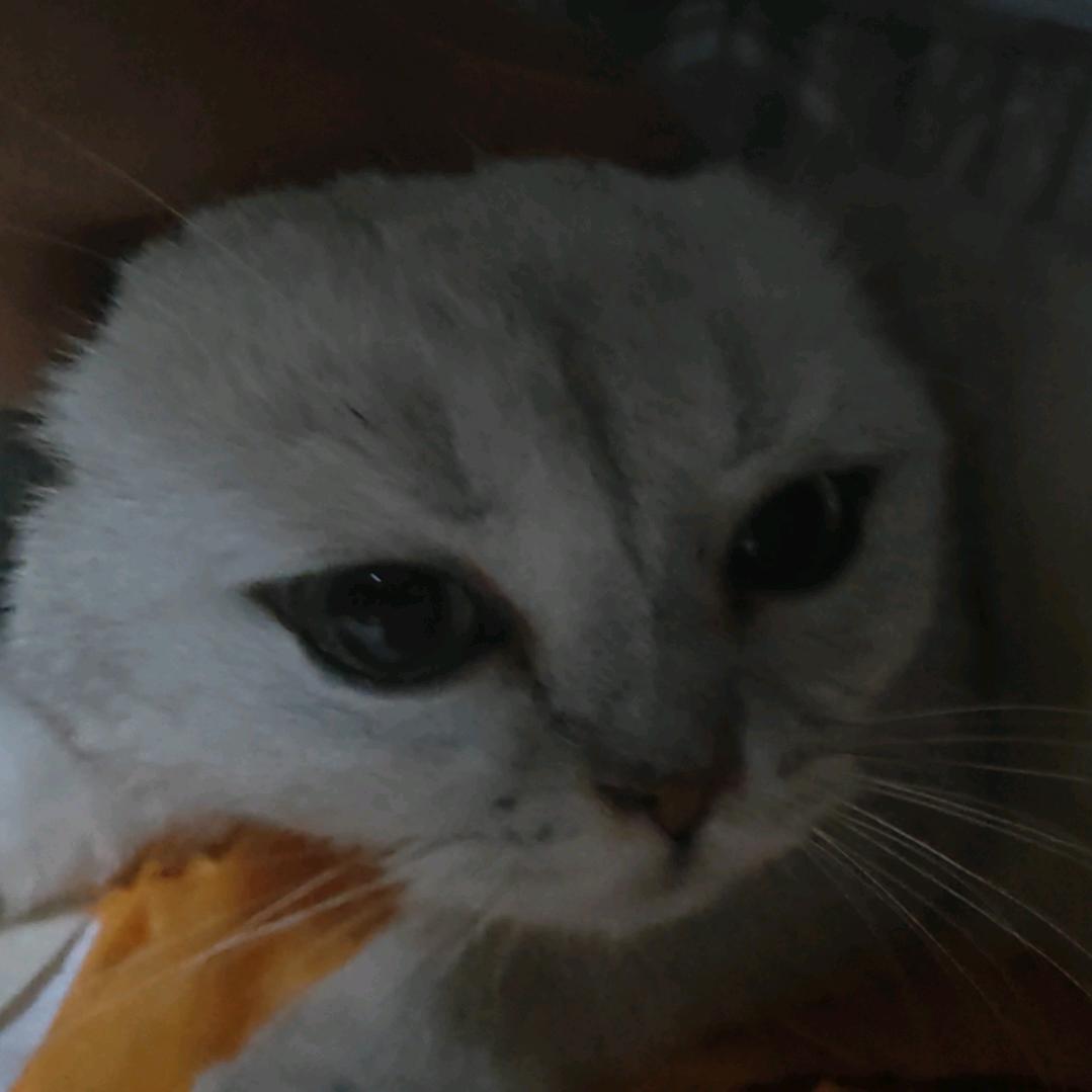 系不系之舟